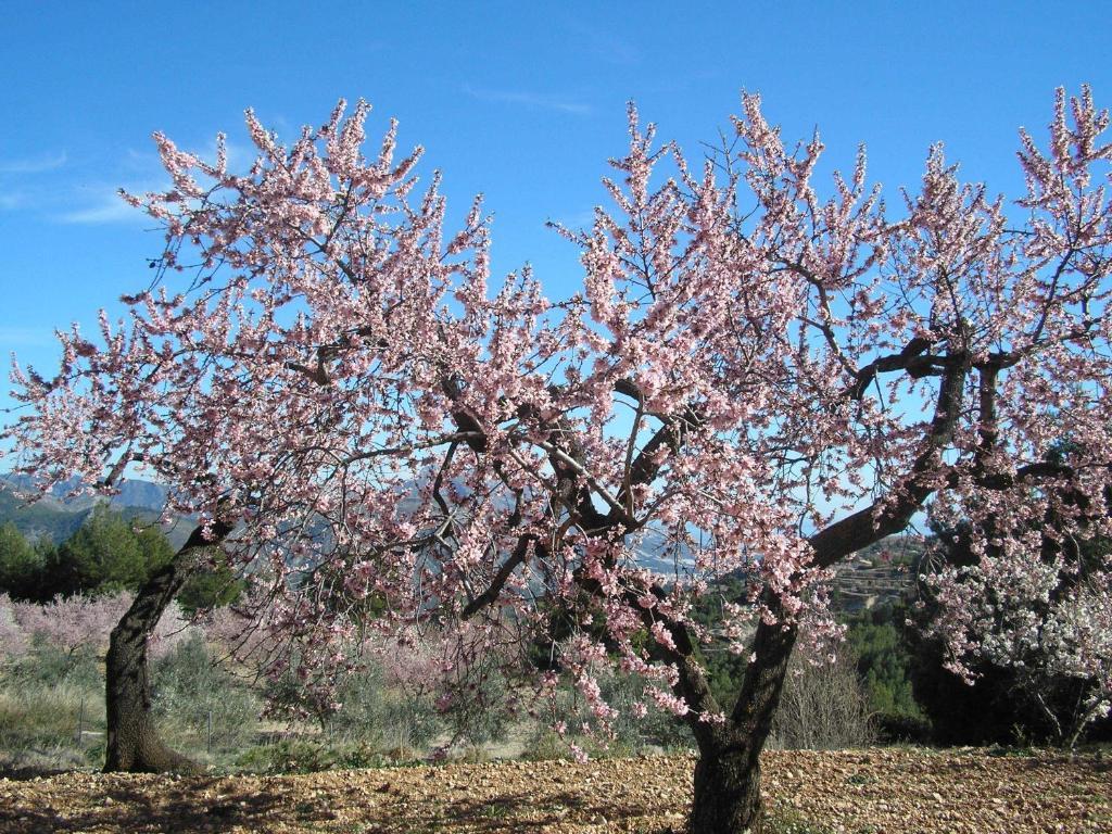 Apartamentos Serrella - Rural Guadalest Benimantell Esterno foto